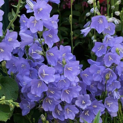 Baracklevelű harangvir&aacute;g Campanula persicifolia