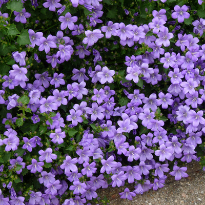 Campanula portenschlagiana Dalmát harangvirág