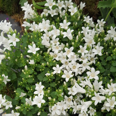 Dalmát harangvirág Campanula portenschlagiana