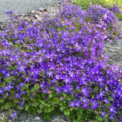 Campanula porscharskyana Balkáni harangvirág