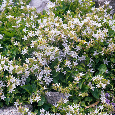 Balkáni harangvirág Campanula porscharskyana