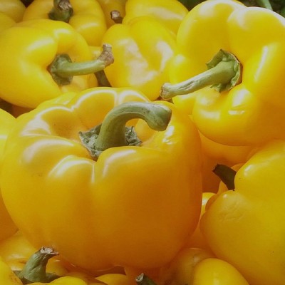 Capsicum annuum 'Monte' Paprika 'Monte' - Oltott!