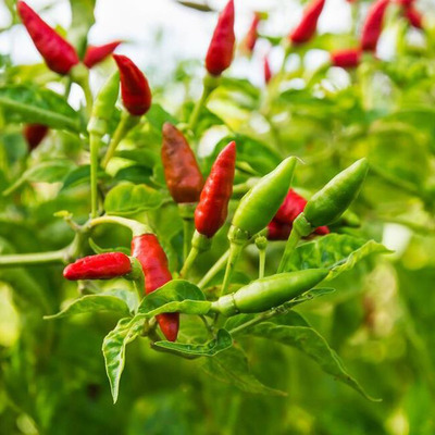 Capsicum annuum 'Apache' Chili 'Apache'