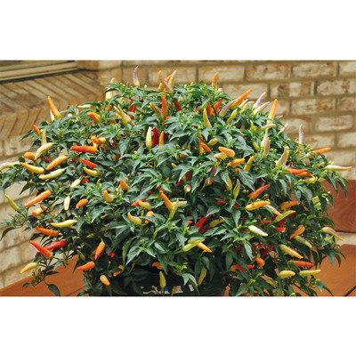Capsicum annuum 'Basket of Fire' Chili 'Basket of Fire'
