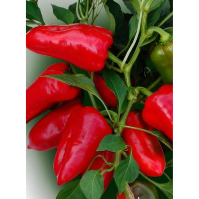 Capsicum annuum 'Csángó' Paprika 'Csángó'
