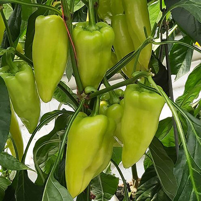 Capsicum annuum 'Garam' Paprika 'Garam'