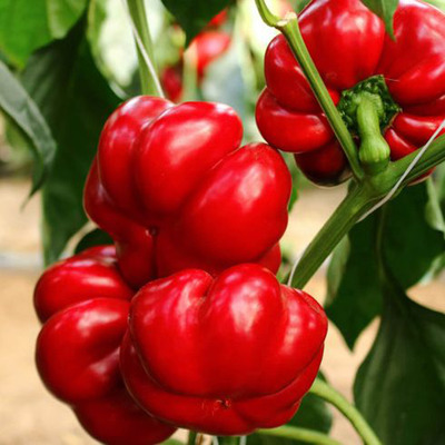 Capsicum annuum 'Gogosári' Paprika 'Gogosári'