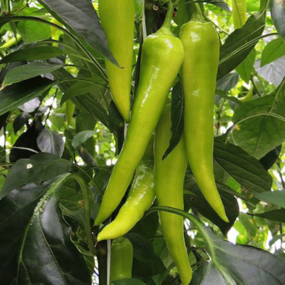 Capsicum annuum 'Kard' Paprika 'Kard'