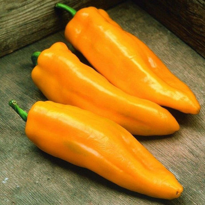 Capsicum annuum 'Marconi' Paprika 'Marconi'