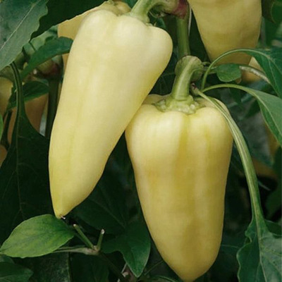 Capsicum annuum 'Patak' Paprika 'Patak'