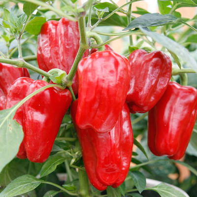Capsicum annuum 'Red Skin' Paprika 'Red Skin'