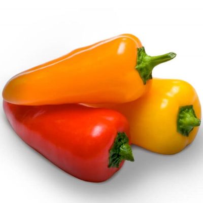 Paprika 'Snack' Capsicum annuum 'Snack'