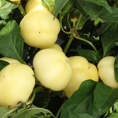 Capsicum annuum 'Szalva' Paprika 'Szalva'