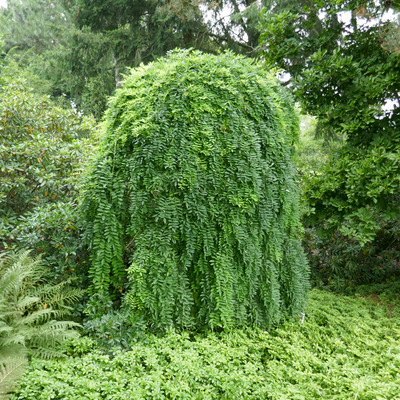 Caragana arborescens 'Pendula' Cs&uuml;ngő bors&oacute;fa
