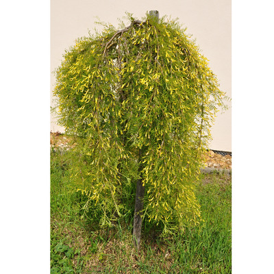 Caragana arborescens 'Walker' Csüngő borsófa