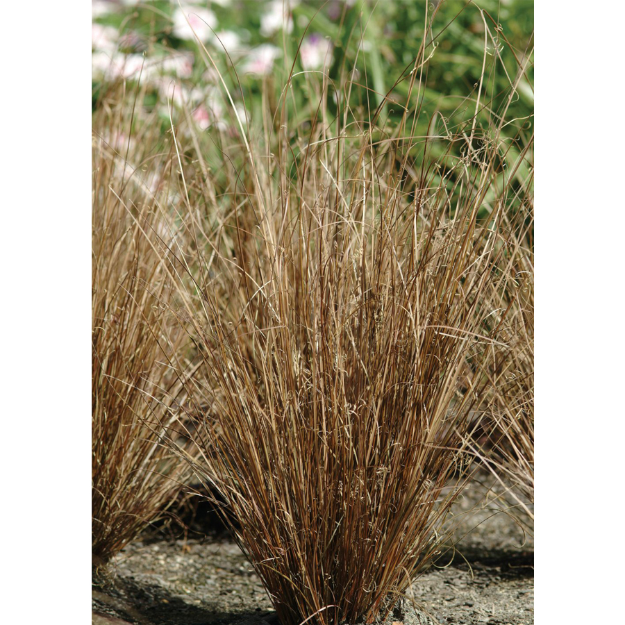 Carex buchananii 'Red Rooster' Bőrlevelű s&aacute;s