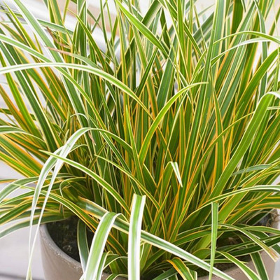 Carex oshimensis&nbsp;'Everglow' S&aacute;s