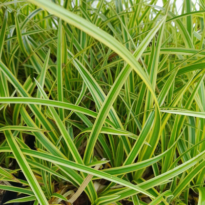 Carex morrowii 'Goldband' Tarka sás