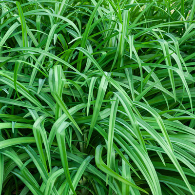 Carex morrowii 'Irish Green' Tarka sás