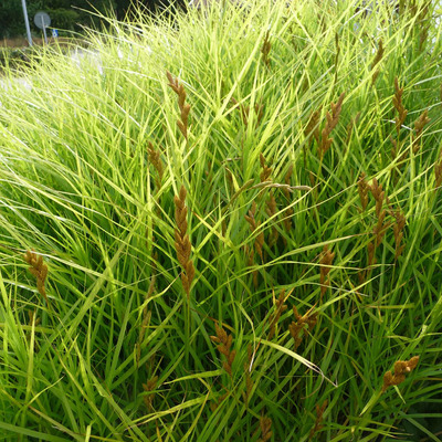 Carex muskingumensis P&aacute;lmalevelű s&aacute;s