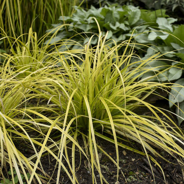 Carex oshimensis&nbsp;'Evercolor Everillo' S&aacute;s