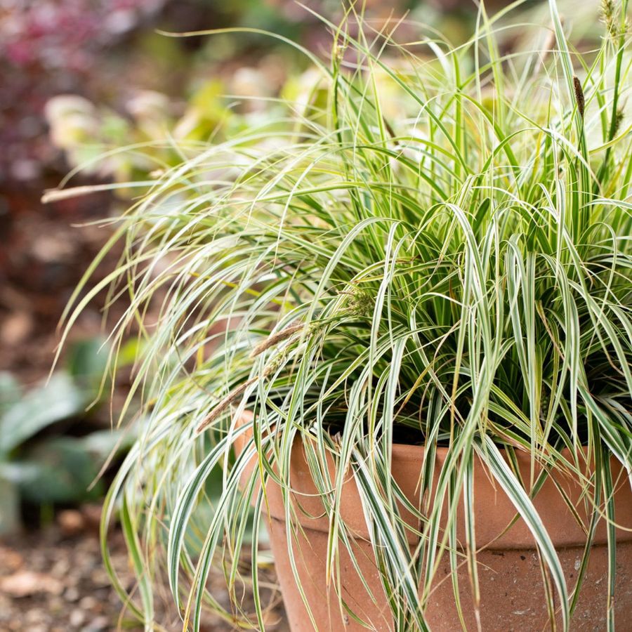 Carex oshimensis 'Feather Falls' S&aacute;s