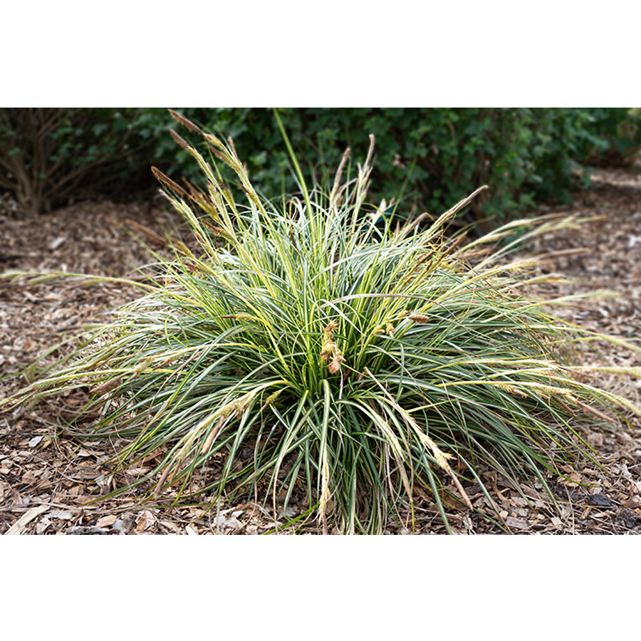 Carex oshimensis 'Moon Falls' S&aacute;s