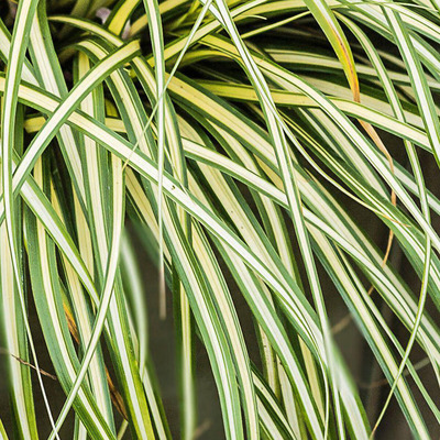 Carex oshimensis 'Moonlight' S&aacute;s