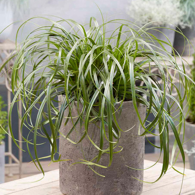Carex oshimensis 'Ribbon Falls' Sás