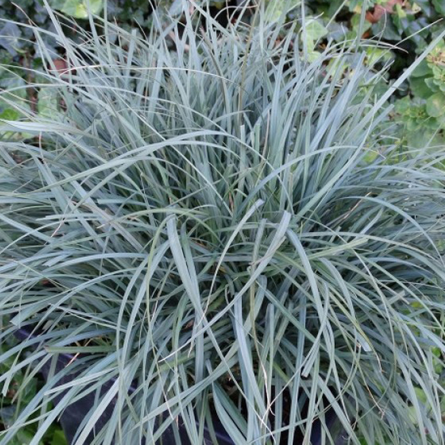 Carex panicea 'Pamira' Muhar s&aacute;s