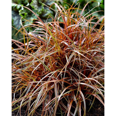 Carex punicea 'Everflame' S&aacute;s