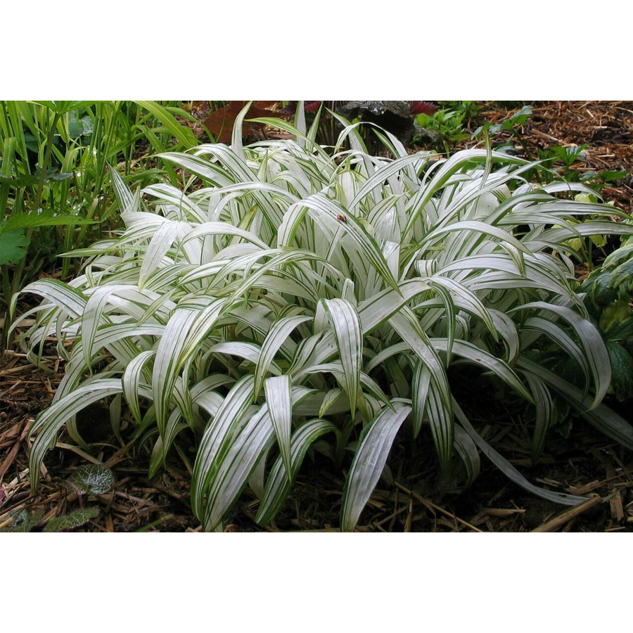 Carex siderosticta 'Shiro' S&aacute;s