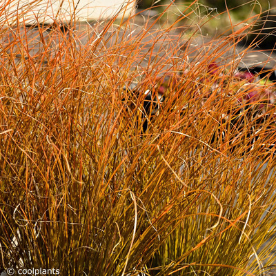 Carex testacea 'Prairie Fire'