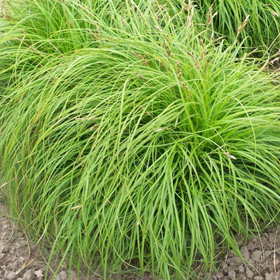 Carex caryophyllea 'The Beatles' Tavaszi s&aacute;s