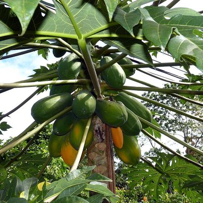 Carica papaya Papaja