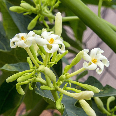 Papaja Carica papaya