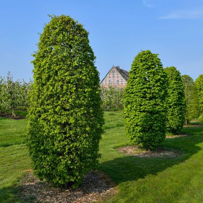 Carpinus betulus 'Monumentalis' Oszlopos gyertyán