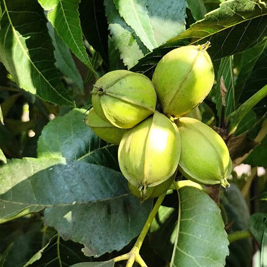 Pek&aacute;ndi&oacute; Carya illinoinensis 'Choctaw'