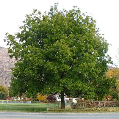 Carya illinoinensis Pek&aacute;ndi&oacute;