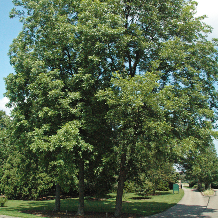 Pek&aacute;ndi&oacute; Carya illinoinensis 'Pawnee'