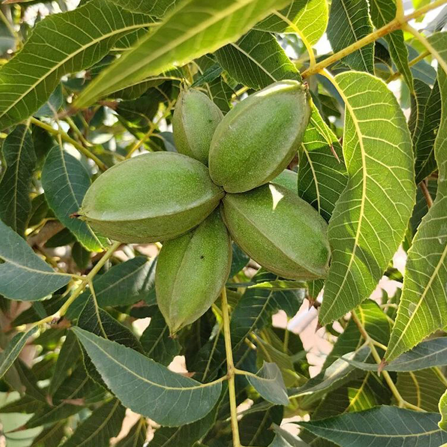 Carya illinoinensis 'Pawnee' Pek&aacute;ndi&oacute;