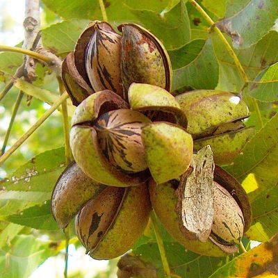 Pek&aacute;ndi&oacute; Carya illinoinensis