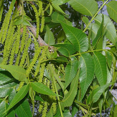 Pek&aacute;ndi&oacute; Carya illinoinensis