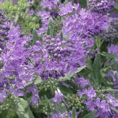 Caryopteris clandonensis 'Haevenly Blue' Kékszakáll