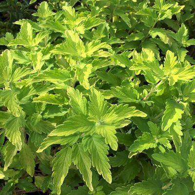 Caryopteris clandonensis 'Hint of Gold' K&eacute;kszak&aacute;ll