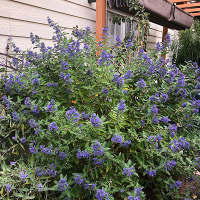 Caryopteris clandonensis 'Kew Blue' Kékszakáll