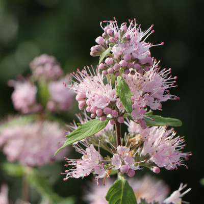 Caryopteris clandonensis 'Pink Perfection' Kékszakáll