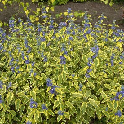 Kékszakáll Caryopteris clandonensis 'Summer Sorbet'