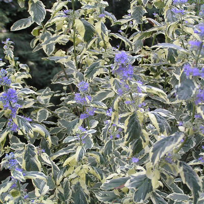 Caryopteris clandonensis 'White Surprise' Kékszakáll