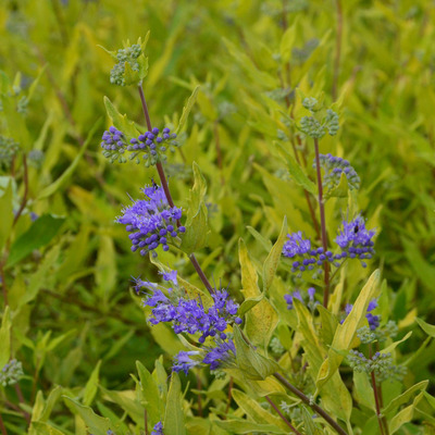 Caryopteris clandonensis 'Worchester Gold' Kékszakáll